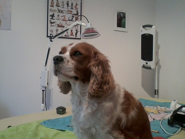 med_Bennie - Gangassymetrien durch leichte HD.jpg (600 x 450)